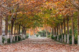 吉林：关于2025年高校专项计划报名有关事项的说明_尚书志愿，高考志愿填报服务平台，新高考选科填报指南，高考查分，大学专业排名，生涯规划