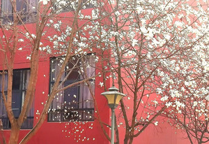 西南大学2017年高校专项计划招生简章_尚书志愿，高考志愿填报服务平台，新高考选科填报指南，高考查分，大学专业排名，生涯规划