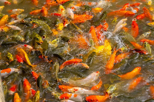 中外合作办学的专业模式有哪几种？_尚书志愿，高考志愿填报服务平台，新高考选科填报指南，高考查分，大学专业排名，生涯规划