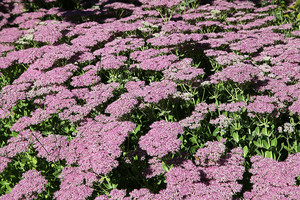 兰州大学2023年强基计划入围分数线及校测安排！_尚书志愿，高考志愿填报服务平台，新高考选科填报指南，高考查分，大学专业排名，生涯规划